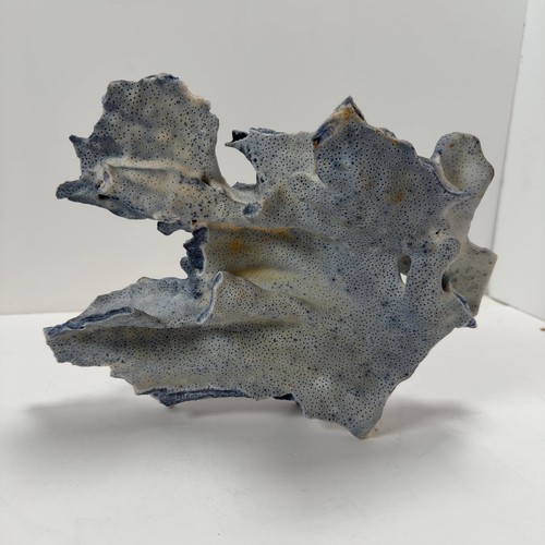 Natural blue coral - coral, specimen